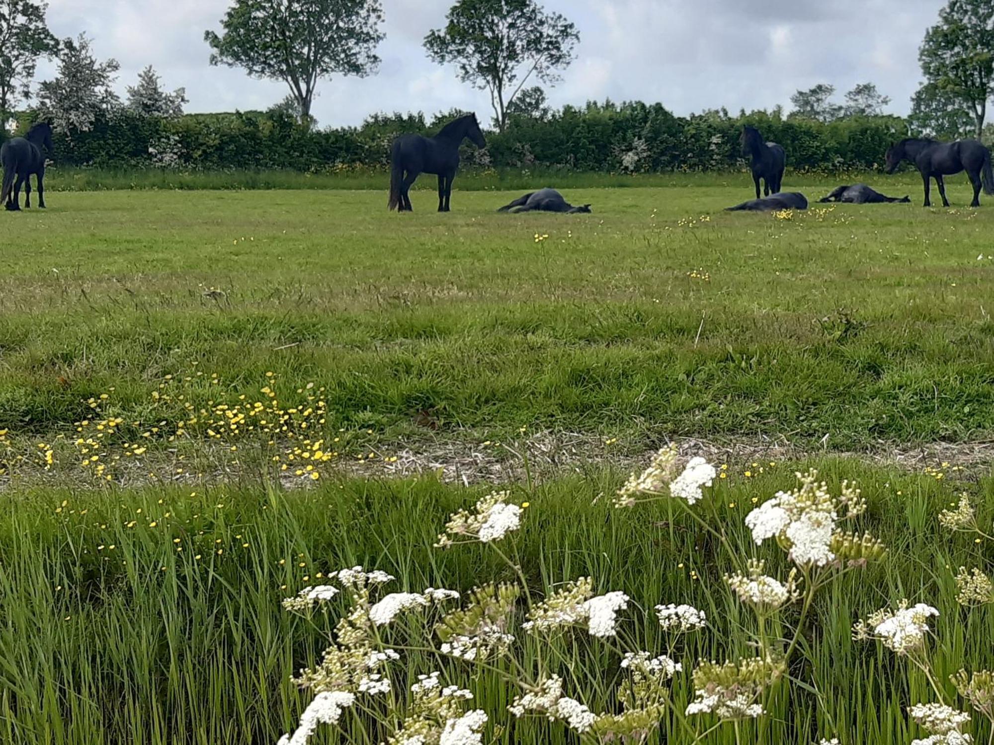 Wetterwillefriesland Wommels Kültér fotó